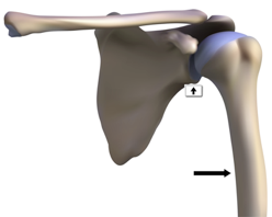 Arthrokinematics of the Shoulde